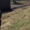 Video: Lion Attacks Man Who 'bottle-raised' Him