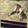 Video: Lion Attacks Man Who 'bottle-raised' Him