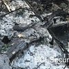 Serbian Man Murdered In Joburg: Charred Rifle Found In Burned Car 3