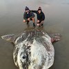 Tourists Stunned As Huge Rare Fish Washes Up On Australian Beach 2