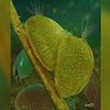 Oldest Sperm Discovered In Amber Is Known To Be 100-Million-Years-Old 1