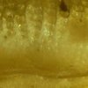 Oldest Sperm Discovered In Amber Is Known To Be 100-Million-Years-Old 2