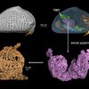 Oldest Sperm Discovered In Amber Is Known To Be 100-Million-Years-Old 3